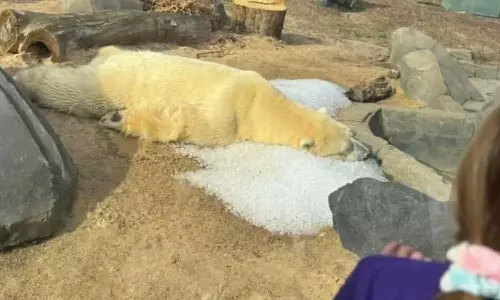 பனிக்கட்டி மீது படுத்திருந்த துருவ கரடி