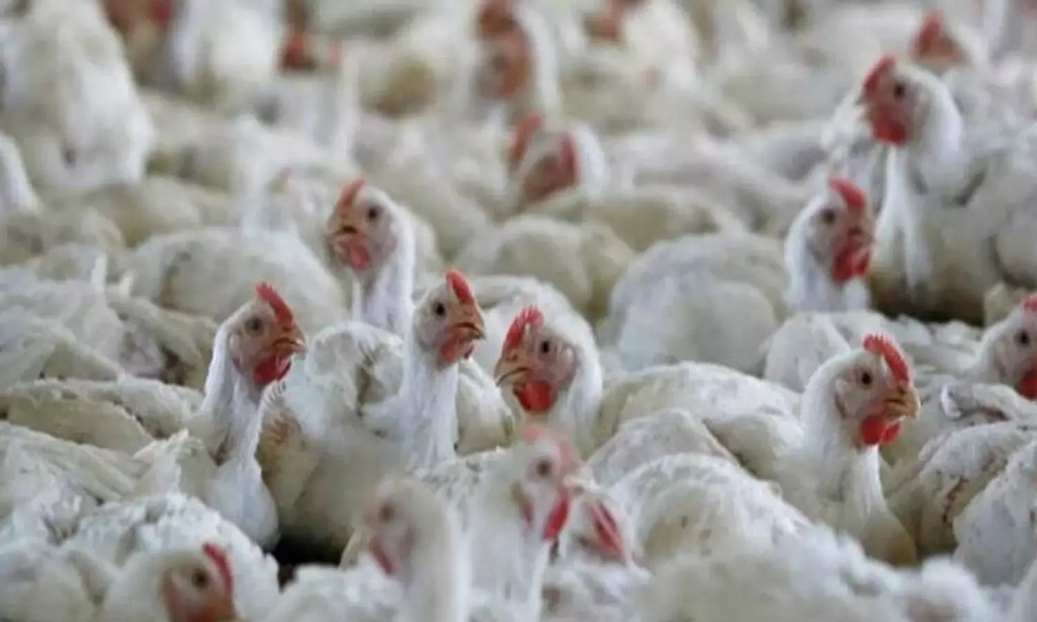 கொரோனாவை விட 100 மடங்கு அபாயகரமானது பறவைக் காய்ச்சல் தொற்று