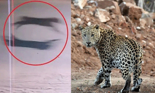 சிறுத்தையை பிடிக்க முதுமலையில் இருந்து மயிலாடுதுறைக்கு சென்ற சிறப்புக் குழு