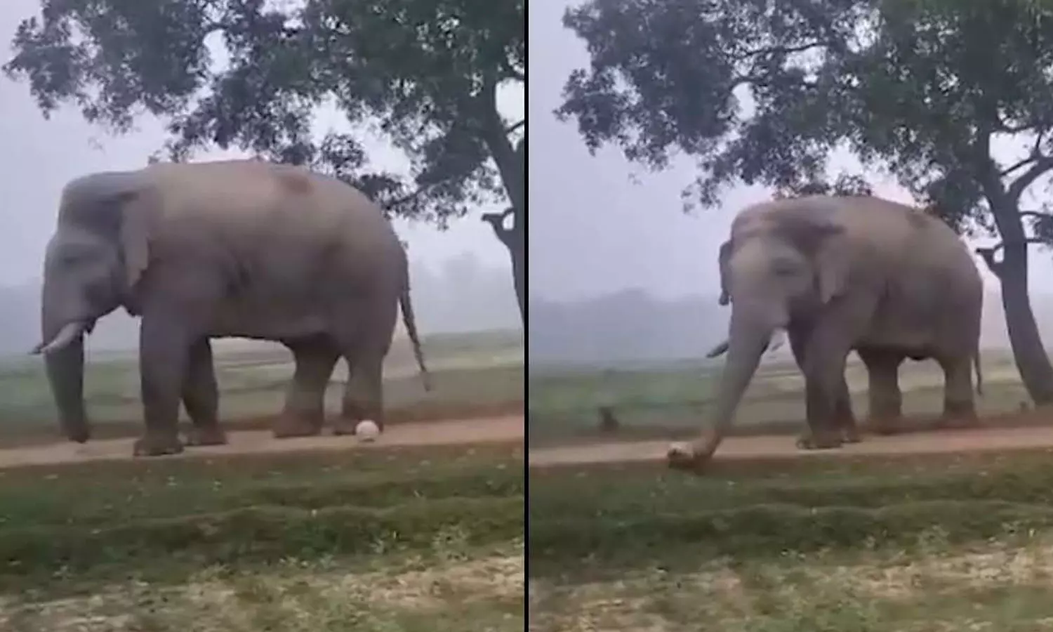 கால்பந்து விளையாடிய யானை கால்பந்து விளையாடிய யானை