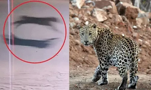 5வது நாளாக தேடும் பணி தீவிரம்- மயிலாடுதுறை சிறுத்தையின் புகைப்படம் சிக்கியது