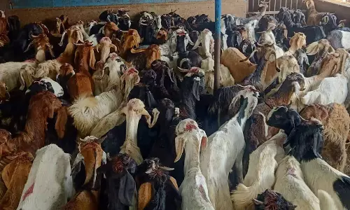 சென்னைக்கு 30 ஆயிரம் ஆடுகள் வருகை- ரூ.21 கோடிக்கு விற்பனையாகும் என எதிர்பார்ப்பு