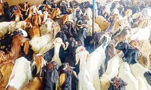 ரம்ஜான் பண்டிகையையொட்டி சென்னைக்கு 30 ஆயிரம் ஆடுகள் வருகை