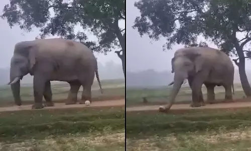 கால்பந்து விளையாடிய யானை