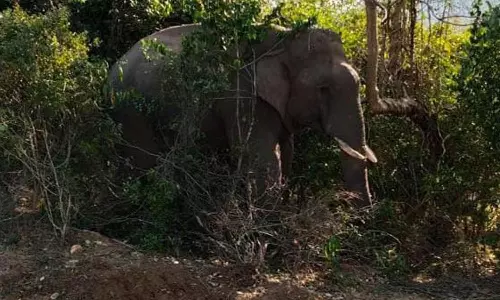 வனப்பகுதியை விட்டு வெளியேறி ரோட்டில் உலா வரும் யானைகள்