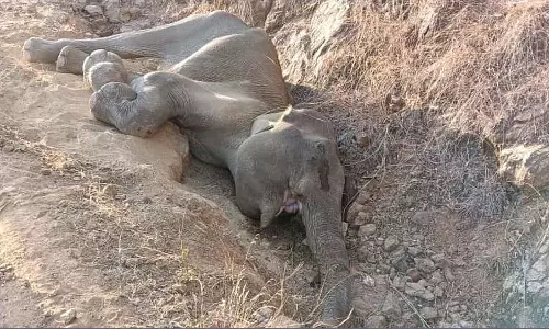 பெண் யானை அகழியில் தவறி விழுந்து உயிருக்கு போராட்டம்- வனத்துறையினர் காப்பாற்ற தீவிர முயற்சி
