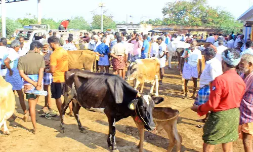 மேலப்பாளையம் சந்தையில் விற்பனைக்கு குவிந்த மாடுகள்