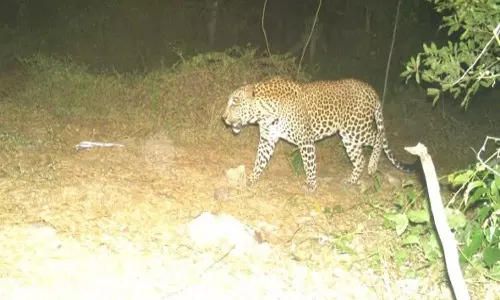 சிறுத்தை குறித்து வதந்தி பரப்பினால் கடும் நடவடிக்கை எடுக்கப்படும் என போலீஸ் எச்சரிக்கை