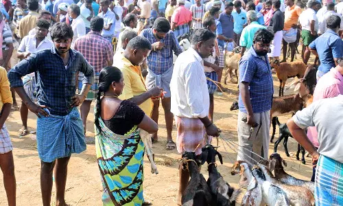 ரம்ஜான் பண்டிகையை முன்னிட்டு மேலப்பாளையம் சந்தையில் ரூ.3 கோடிக்கு ஆடுகள் விற்பனை