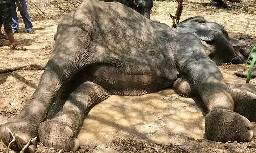உடல்நலம் குன்றிய பெண் யானை சிகிச்சை பலனின்றி உயிரிழப்பு: குட்டி யானையை கண்காணிக்கும் வனத்துறையினர்