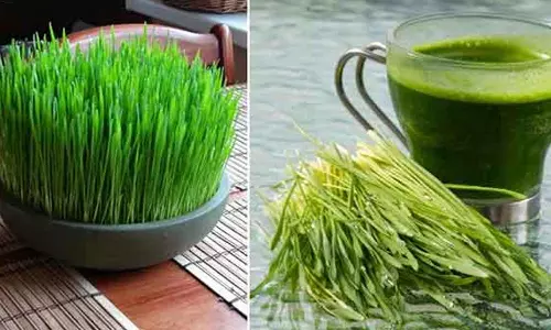 அருந்துங்கள் அருகம்புல் சாறு!