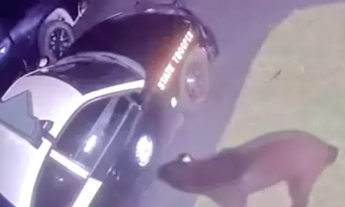 உணவு தேடி போலீஸ்  வாகனத்தை உடைக்க முயன்ற கரடி