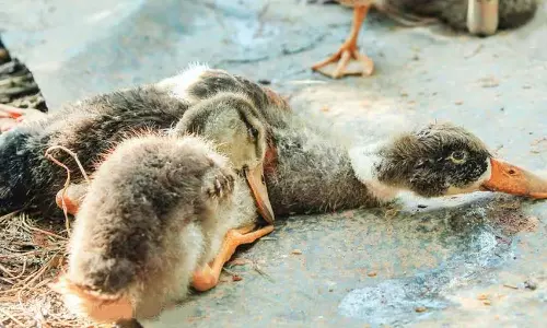 கேரளாவில் வாத்துக்களுக்கு பறவை காய்ச்சல் பாதிப்பு