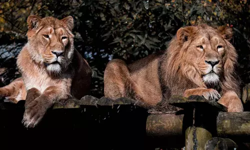 அக்பர் - சீதா சிங்கங்களுக்கு சூரஜ் - தனயா என்ற புதிய பெயர்கள் வைக்க முடிவு