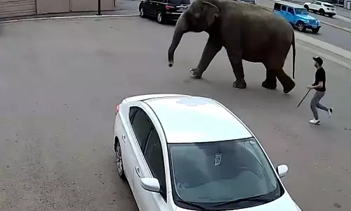 சாலையில் ஓடிய சர்க்கஸ் யானையால் போக்குவரத்து நெரிசல்