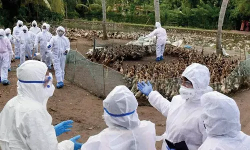 கேரளாவில் 21,500 பறவைகளை அழிக்கும் பணி தொடக்கம்- இறைச்சி, முட்டை விற்பனைக்கு தடை