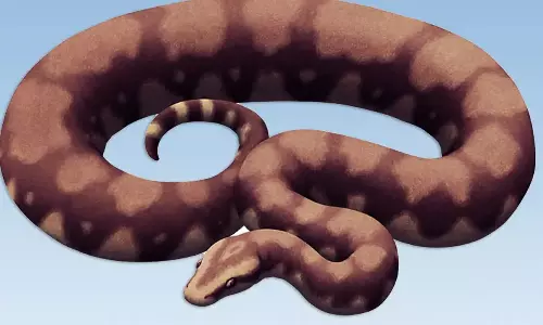 1000 கிலோ எடை கொண்ட வாசுகி பாம்பின் படிமங்கள் - ஆய்வில் தகவல்