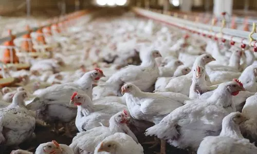 கேரளாவில் பறவை காய்ச்சல் பாதிப்பு எதிரொலி: 12 சோதனைச்சாவடிகளில் கண்காணிப்பு தீவிரம்