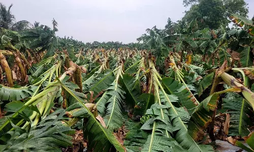 தாளவாடி பகுதியில் சூறாவளி காற்றுடன் பெய்த மழையால் பொதுமக்கள் அவதி- 10 ஆயிரம் வாழை மரங்கள் சேதம்