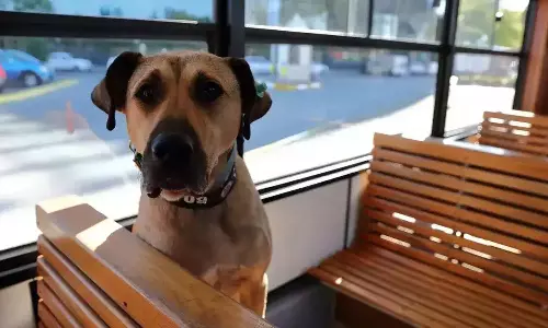 மெட்ரோ, படகில் ஒய்யாரமாக பயணம் செய்யும் தெரு நாய்