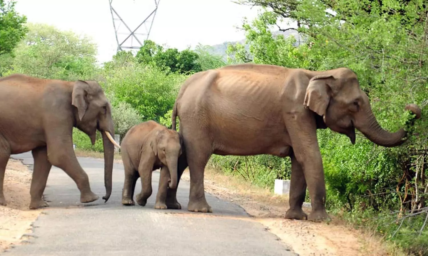 உடுமலை-மூணாறு சாலையில் உலா வரும் யானைகள் உடுமலை-மூணாறு சாலையில் உலா வரும் யானைகள்