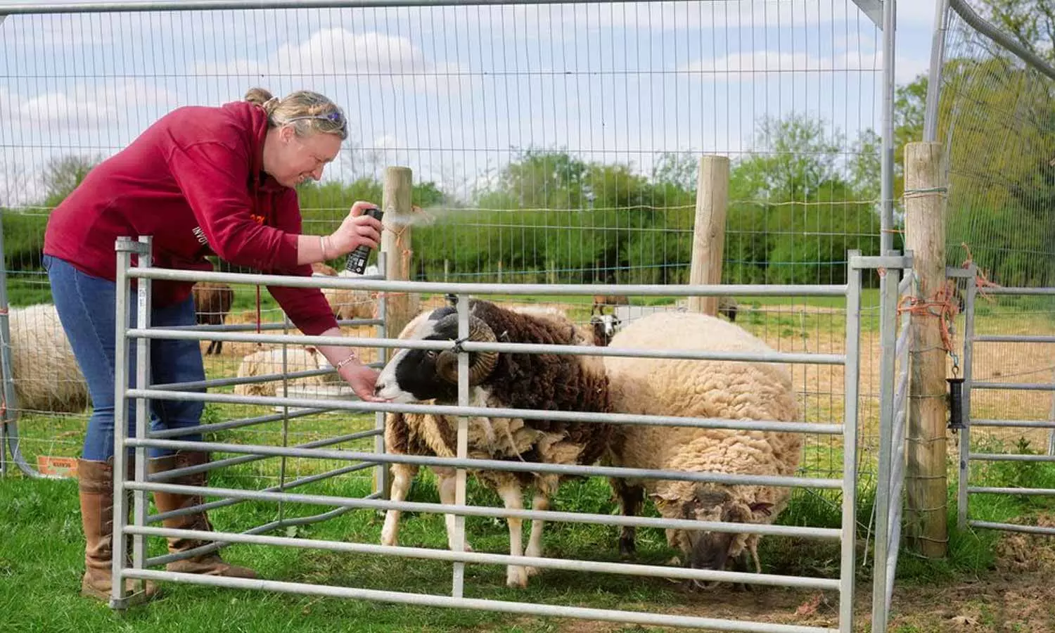 ஆடுகள் மீது 'பாடிஸ்பிரே' தெளிக்கும் விவசாயிகள்- ஏன் தெரியுமா?