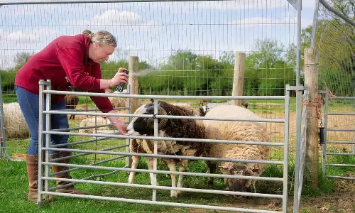 ஆடுகள் மீது பாடிஸ்பிரே தெளிக்கும் விவசாயிகள்- ஏன் தெரியுமா?