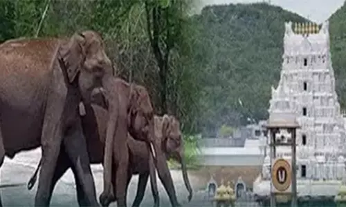 திருப்பதி மலையில் பூங்காவை நாசம் செய்த காட்டு யானைகள்