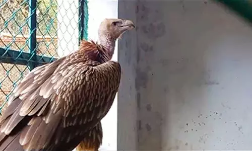 வண்டலூர் உயிரியல் பூங்காவில் இருந்து மாயம்: 1 மாதமாகியும் கழுகை கண்டுபிடிக்க முடியாமல் திணறல்