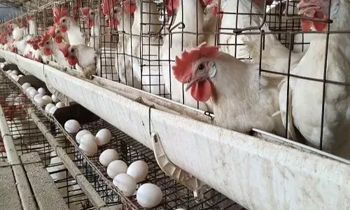 பறவைக்காய்ச்சல் எதிரொலி: கேரளாவில் இருந்து நீலகிரிக்கு கோழி-முட்டை கொண்டு வர தடை