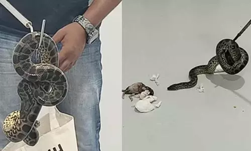 சூட்கேசில் மறைத்து கடத்தப்பட்ட 10 குட்டி அனகோண்டா பாம்புகள் பறிமுதல்