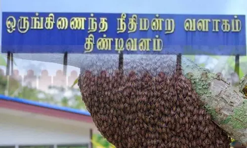 நீதிமன்ற வளாகத்திற்குள் புகுந்த விஷ தேனீக்கள்: 30-க்கும் மேற்பட்டோர் மருத்துவமனையில் அனுமதி