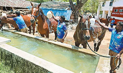 நூற்றாண்டு விழாவுக்கு தயாராகும் சென்னை போலீஸ் குதிரைப்படை