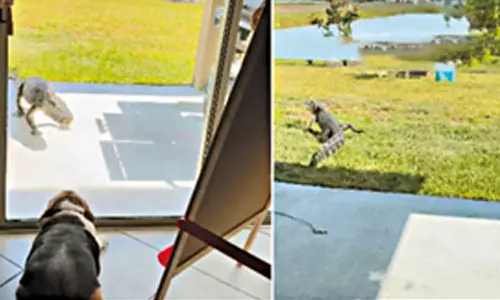 வீட்டிற்கு வந்த முதலையை விரட்டியடித்த நாய்