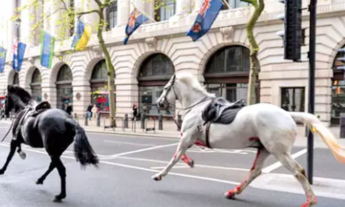 சாலையில் ரத்தம் சொட்ட, சொட்ட ஓடிய குதிரைகள்