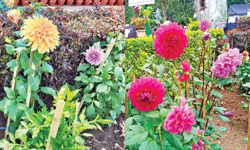 ஏற்காடு அண்ணா பூங்காவில் பூத்து குலுங்கும் டேலியா மலர்கள்