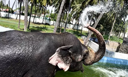 வெப்பத்தின் தாக்கத்தை சமாளிக்க பழனி கோவில் யானை நீச்சல் தொட்டியில் ஆனந்த குளியல்