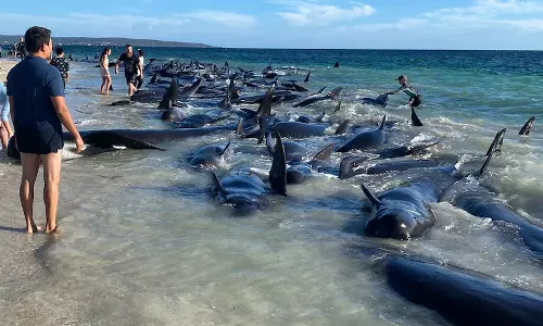 ஆஸ்திரேலிய கடற்கரையில் சிக்கித் தவிக்கும் 100க்கும் மேற்பட்ட திமிங்கலங்கள்