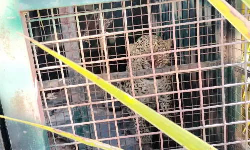 சிறுத்தை வனத்துறையினர் வைத்த கூண்டில் சிக்கியது- கிராம மக்கள் நிம்மதி