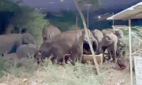 கிராம எல்லையில் உள்ள தொட்டியில் தண்ணீர் குடித்த யானை கூட்டம்