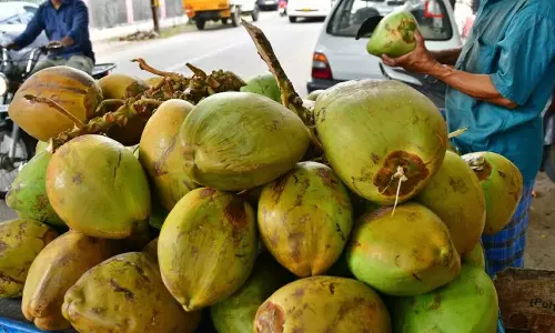 சுட்டெரிக்கும் கோடை வெயில்- இளநீர் விலை ரூ.90 ஆக உயர்வு