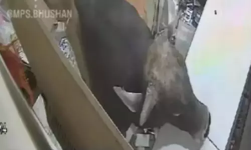 செல்போன் கடைக்குள் சீறிப்பாய்ந்த காளை