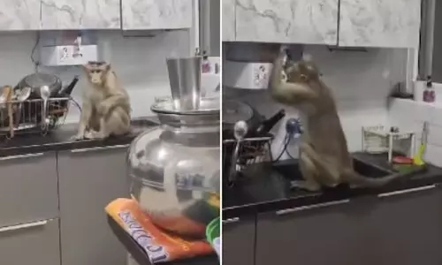 சுத்திகரிப்பு எந்திரத்தில் தண்ணீர் குடிக்கும் குரங்கு