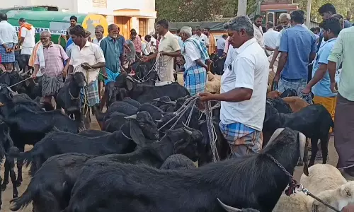 ஓமலூர் சந்தையில் ரூ.1 கோடிக்கு ஆடுகள் விற்பனை