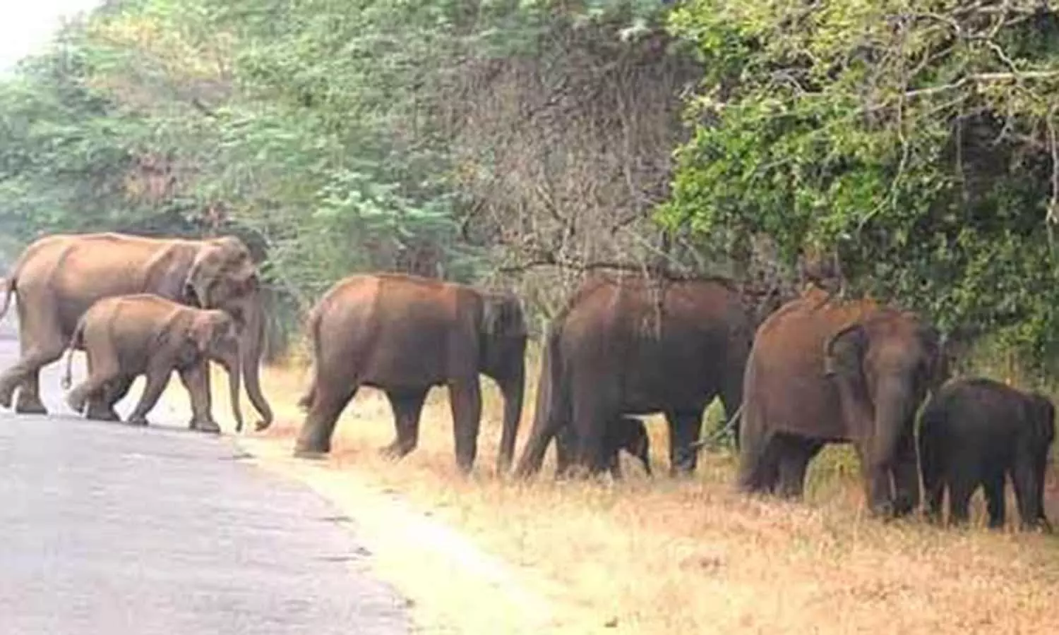 உடுமலை அமராவதி அணைக்கு படையெடுக்கும் யானைகள் உடுமலை அமராவதி அணைக்கு படையெடுக்கும் யானைகள்
