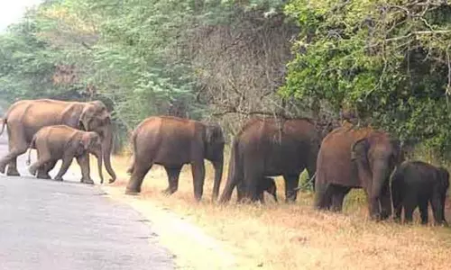 உடுமலை அமராவதி அணைக்கு படையெடுக்கும் யானைகள்