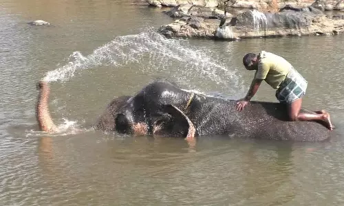 ஆற்றில் தண்ணீரை கண்டதும் ஆனந்த குளியலிட்ட யானை- சமூக வலைதளத்தில் வீடியோ வைரல்