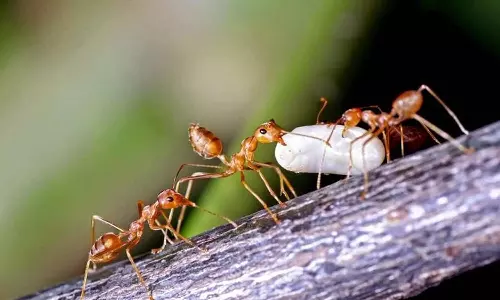 வாழ்க்கையின் அதிசயங்கள்!