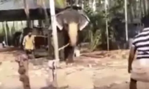 கிரிக்கெட் விளையாடும் யானை