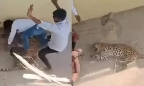 உ.பி.யில் ஊருக்குள் புகுந்த சிறுத்தையை தடியால் அடித்து விரட்டிய கிராம மக்கள்